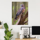 harris hawk poster (Thuiskantoor)