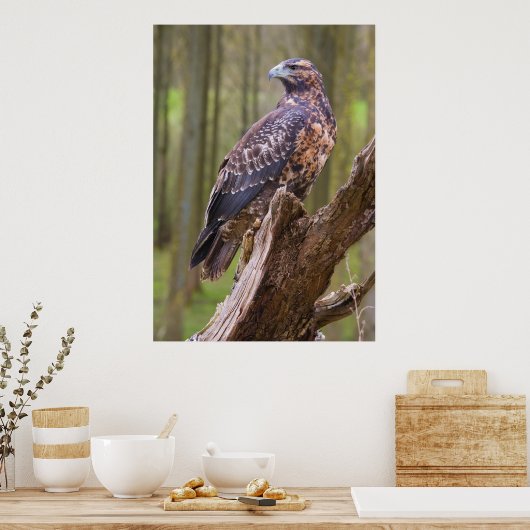 harris hawk poster (Keuken)