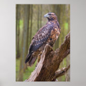 harris hawk poster (Voorkant)
