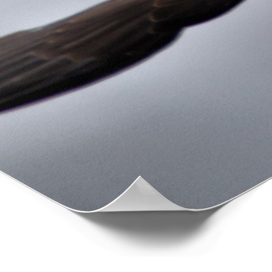 Harris Hawk Poster (Hoek)