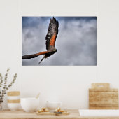 Harris Hawk Poster (Keuken)