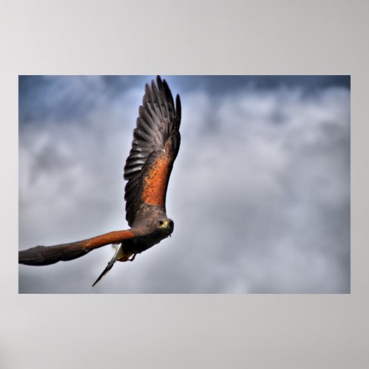 Harris Hawk Poster (Voorkant)