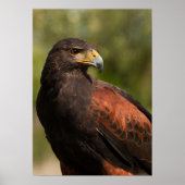 Harris Hawk Poster (Voorkant)