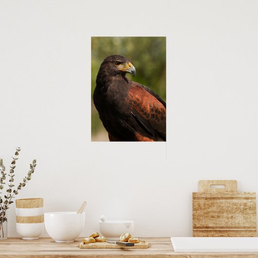Harris Hawk Poster (Keuken)