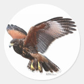 Harris Hawk Ronde Sticker (Voorkant)