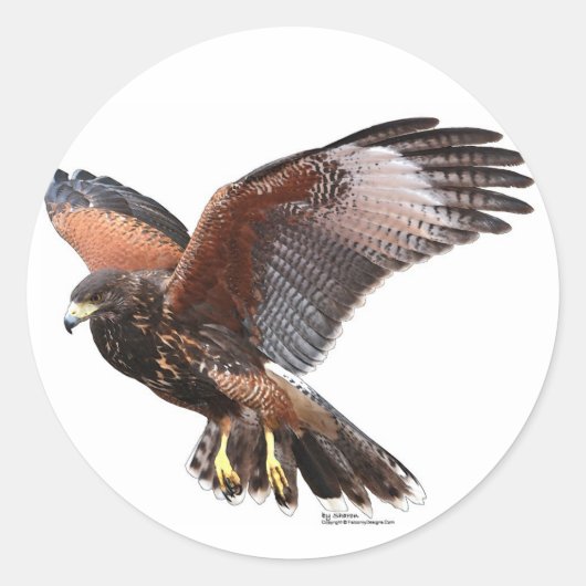 Harris Hawk Ronde Sticker (Voorkant)