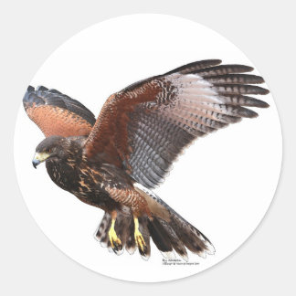 Harris Hawk Ronde Sticker