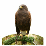 Harris Hawk Staand Fotobeeldje<br><div class="desc">Deze foto-sculptuur is van een Harris hawk. Het is gemaakt van acryl met een zwarte standaard, het is een geweldig gespreksstuk. De definitieve grootte is benaderend en hangt van besnoeiingsgrootte van afbeelding af.</div>