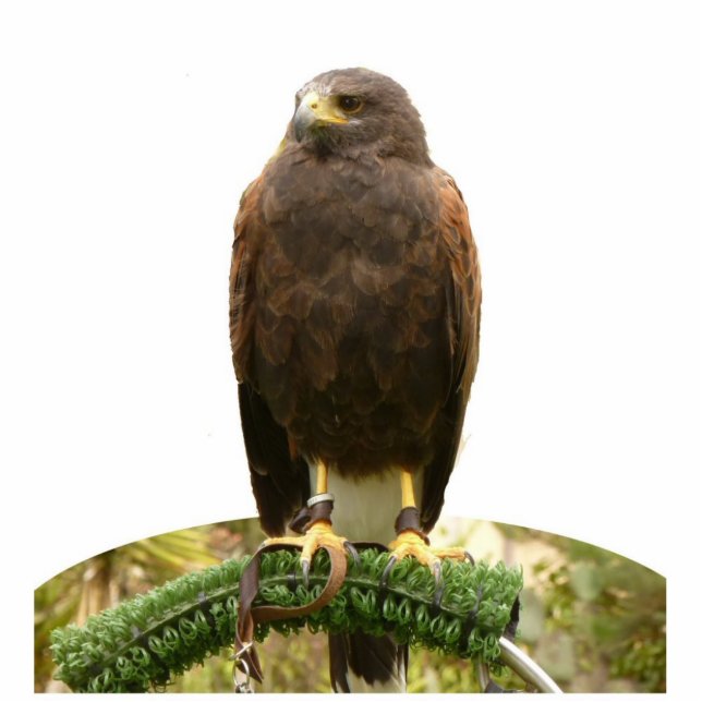Harris Hawk Staand Fotobeeldje (Voorkant)