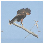Harris Hawk Stof (Close Up)