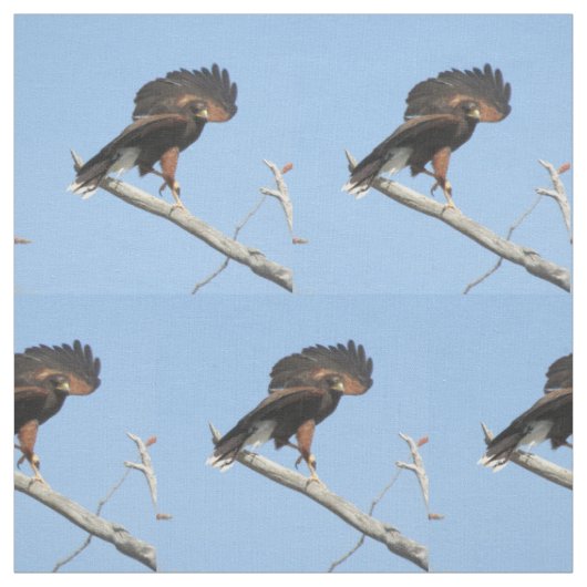 Harris Hawk Stof (Swatch)