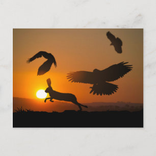 Harris Hawks Hunting Briefkaart