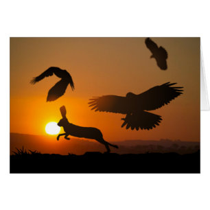 Harris Hawks Hunting Card