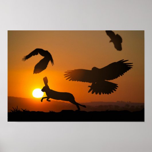 Harris Hawks Hunting Poster (Voorkant)