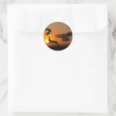 Harris Hawks Ronde Sticker (Tas)