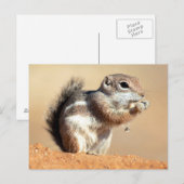 Harris's antelope squirrel (Ammospermophilus) Briefkaart (Voorkant / Achterkant)
