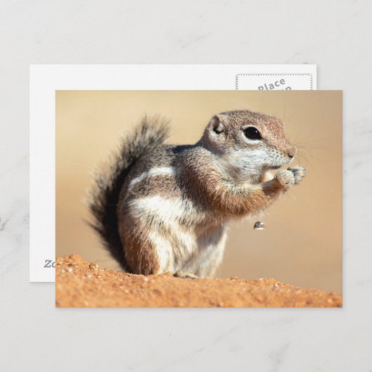 Harris's antelope squirrel (Ammospermophilus) Briefkaart (Voorkant / Achterkant)