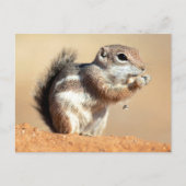 Harris's antelope squirrel (Ammospermophilus) Briefkaart (Voorkant)