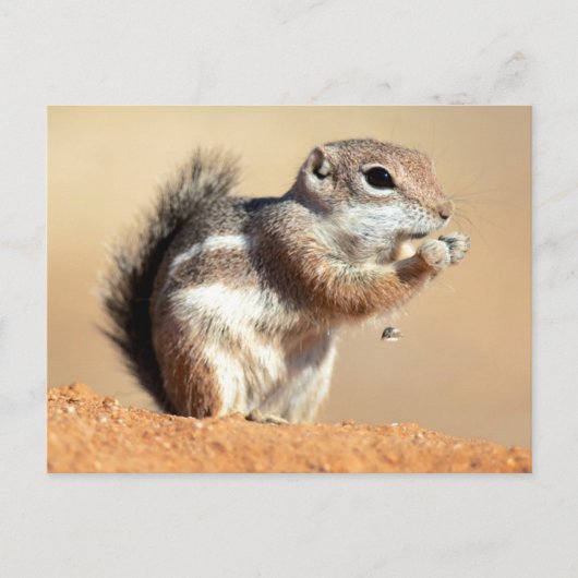 Harris's antelope squirrel (Ammospermophilus) Briefkaart (Voorkant)