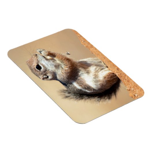 Harris's antelope squirrel (Ammospermophilus) Magneet (Rechterzijde)