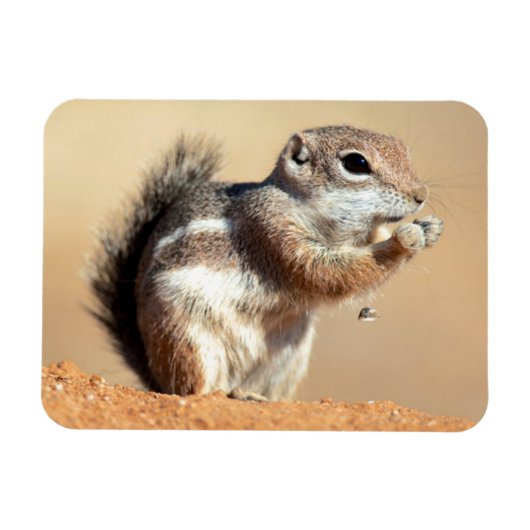 Harris's antelope squirrel (Ammospermophilus) Magneet (Horizontaal)
