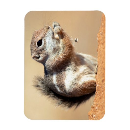 Harris's antelope squirrel (Ammospermophilus) Magneet (Verticaal)