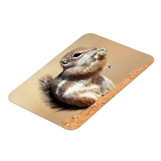 Harris's antelope squirrel (Ammospermophilus) Magneet (Linkerzijde)