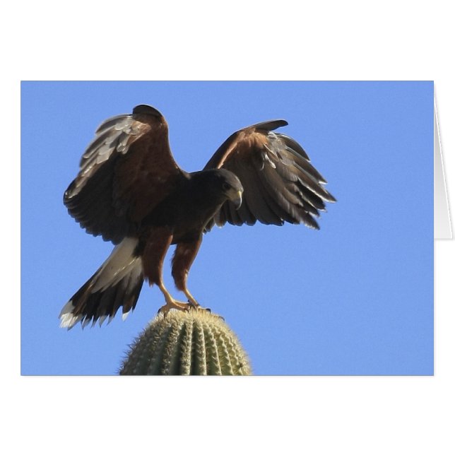 Harris's Hawk 1 (Voorkant Horizontaal)