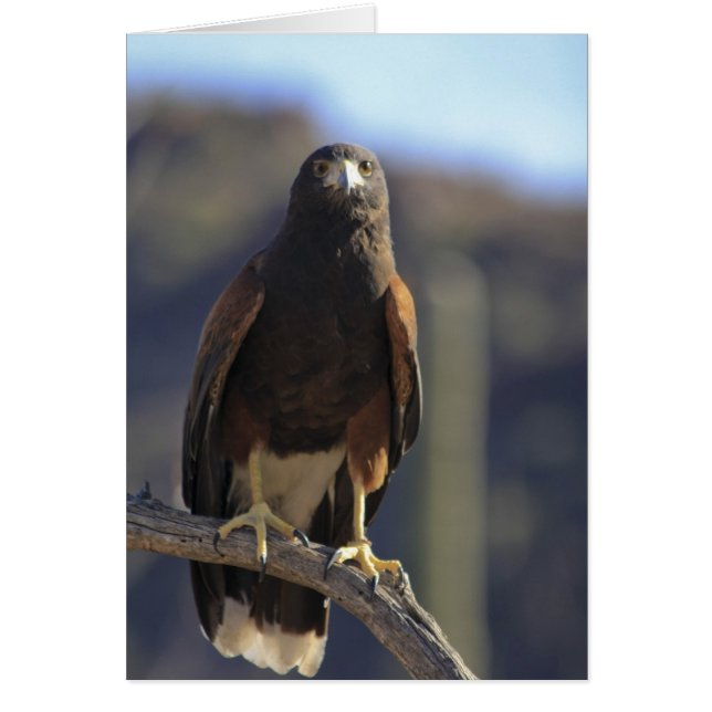 Harris's Hawk 3 (Voorkant)