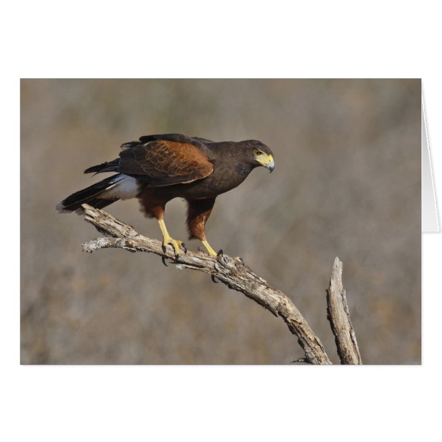 Harris's Hawk-boordverkrachter (Voorkant Horizontaal)