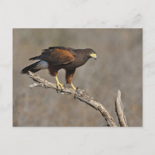 Harris's Hawk-boordverkrachter Briefkaart