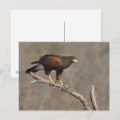 Harris's Hawk-boordverkrachter Briefkaart (Voorkant / Achterkant)