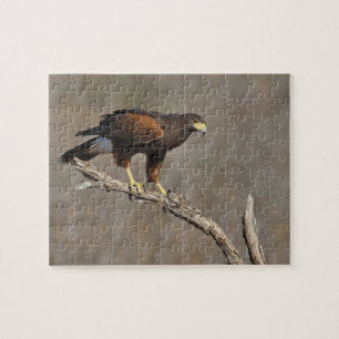 Harris's Hawk-boordverkrachter Legpuzzel