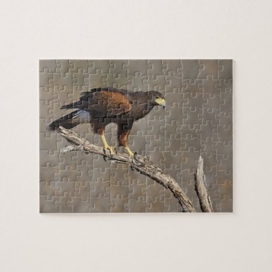 Harris's Hawk-boordverkrachter Legpuzzel (Horizontaal)