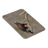 Harris's Hawk-boordverkrachter Magneet (Rechterzijde)