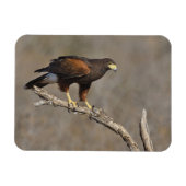 Harris's Hawk-boordverkrachter Magneet (Horizontaal)
