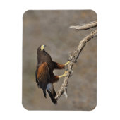 Harris's Hawk-boordverkrachter Magneet (Verticaal)