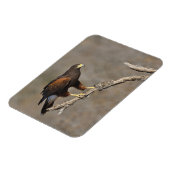 Harris's Hawk-boordverkrachter Magneet (Linkerzijde)