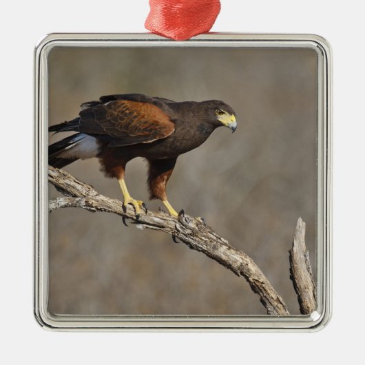 Harris's Hawk-boordverkrachter Metalen Ornament (Voorkant)