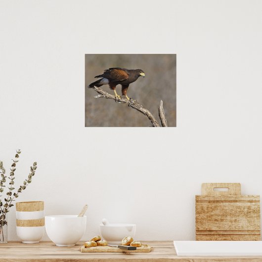 Harris's Hawk-boordverkrachter Poster (Keuken)