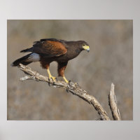 Harris's Hawk-boordverkrachter