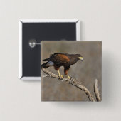 Harris's Hawk-boordverkrachter Vierkante Button 5,1 Cm (Voorkant /achterkant)