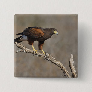 Harris's Hawk-boordverkrachter Vierkante Button 5,1 Cm
