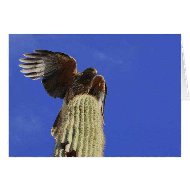 Harris's Hawk, doorgeslagen op Saguaro Cactus (Voorkant Horizontaal)