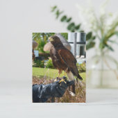 Harris's Hawk op Falconer's Glove, Cancun, Mexico Briefkaart (Staand voorkant)