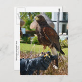Harris's Hawk op Falconer's Glove, Cancun, Mexico Briefkaart (Voorkant / Achterkant)