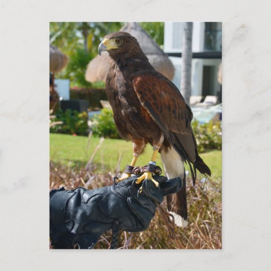 Harris's Hawk op Falconer's Glove, Cancun, Mexico Briefkaart (Voorkant)