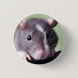 Harry Button