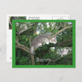 Harry de kat die een boom beklimt briefkaart (Voorkant / Achterkant)