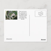 Harry de kat die een boom beklimt briefkaart (Achterkant)